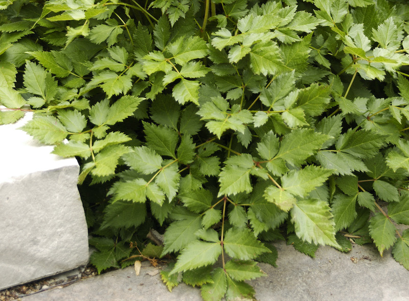 astilbe-visions-foliage.jpg