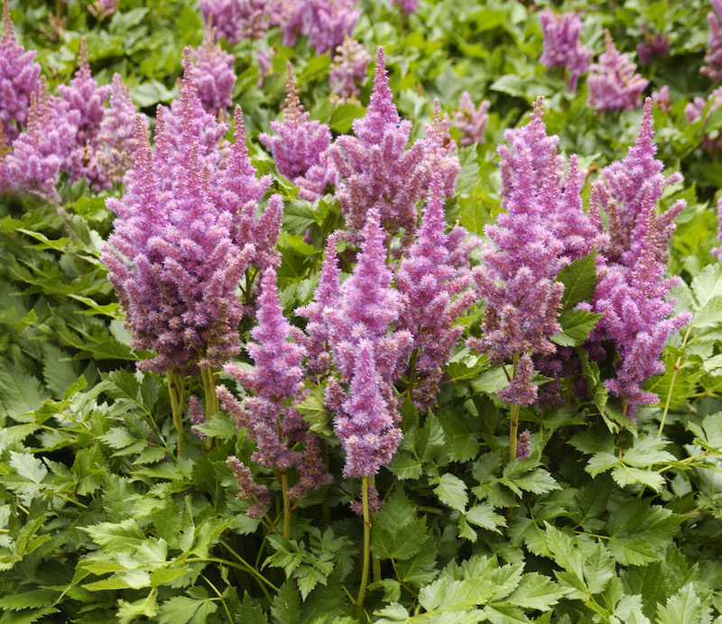 astilbe-visions-in-bloom.jpg