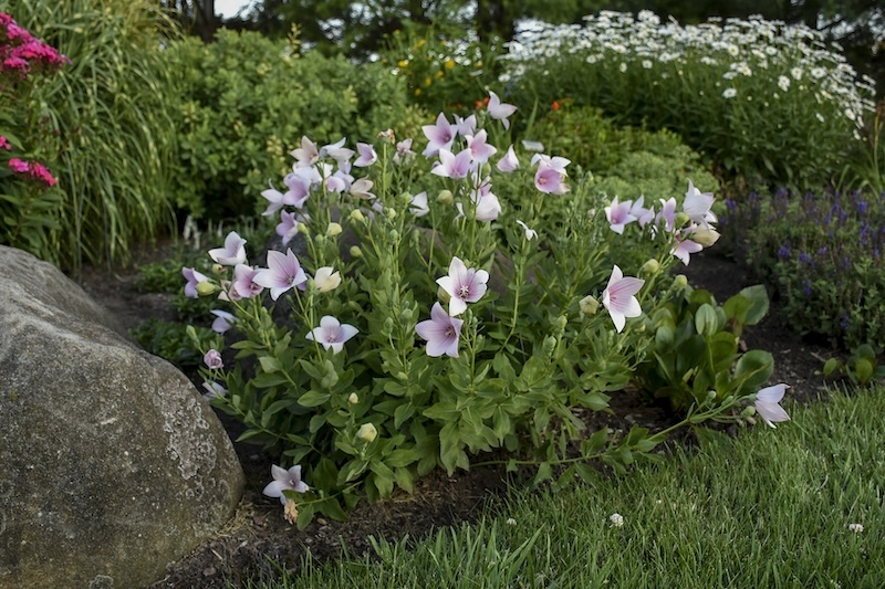 astra-pink-balloon-flower-planted-with-miscanthus-phlox-shasta-daisy-and-salvia.jpg