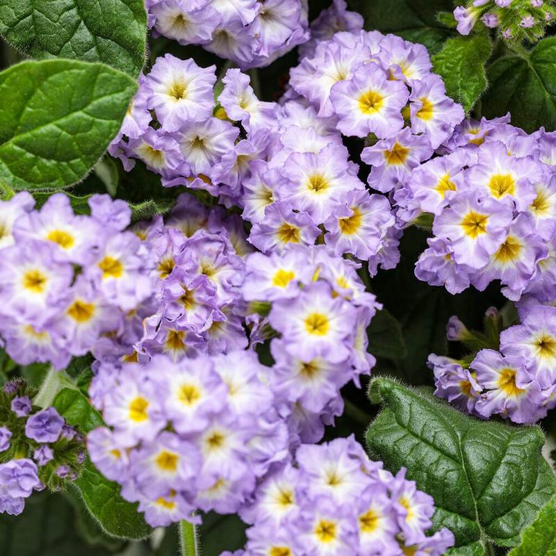 augusta-lavender-heliotrope-flowers.jpg