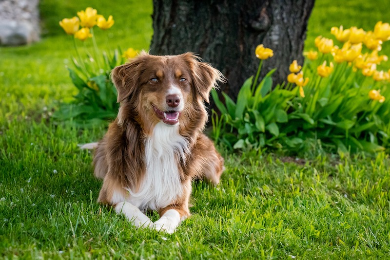 are black eyed suzies safe around dogs