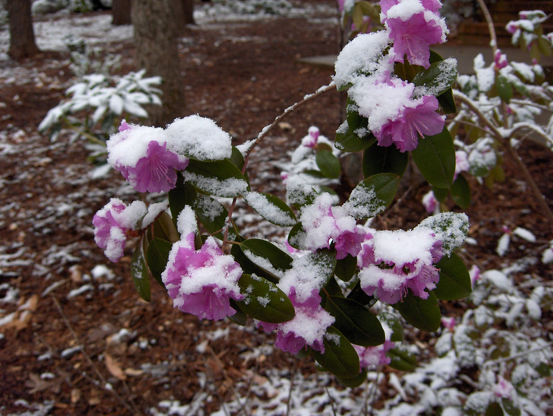 azalea-blooms-in-snow.jpg