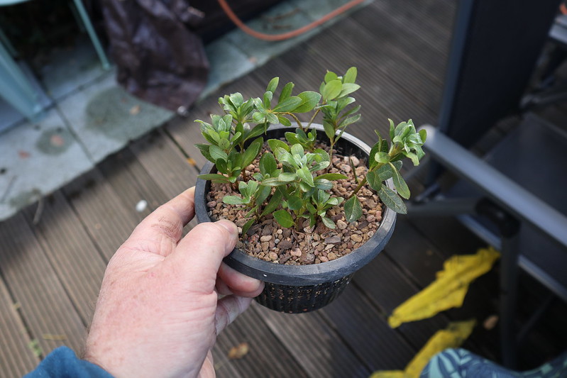 azalea-cuttings-have-rooted-and-formed-new-leaves.jpg