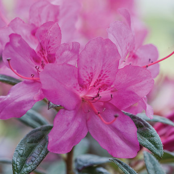 Azalea flowers in shade