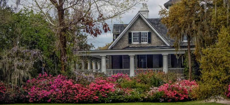 azalea-shrubs-in-front-of-a-house.jpg