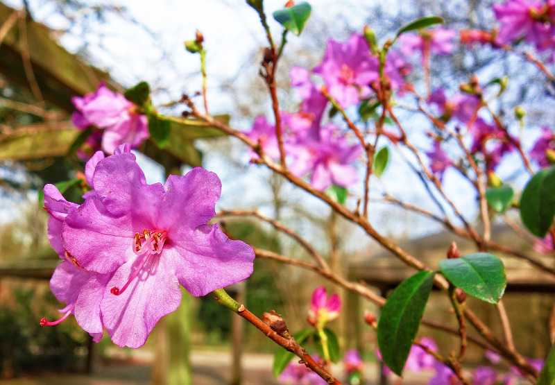 Azaleas Aren't Blooming | Plant Addicts