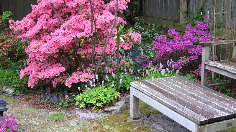 azaleas-kirin-and-herbert-with-tiarella-spring-symphony-lunaria-annua-variegata-ajuga-renick-and-fragaria-pink-panda.jpg