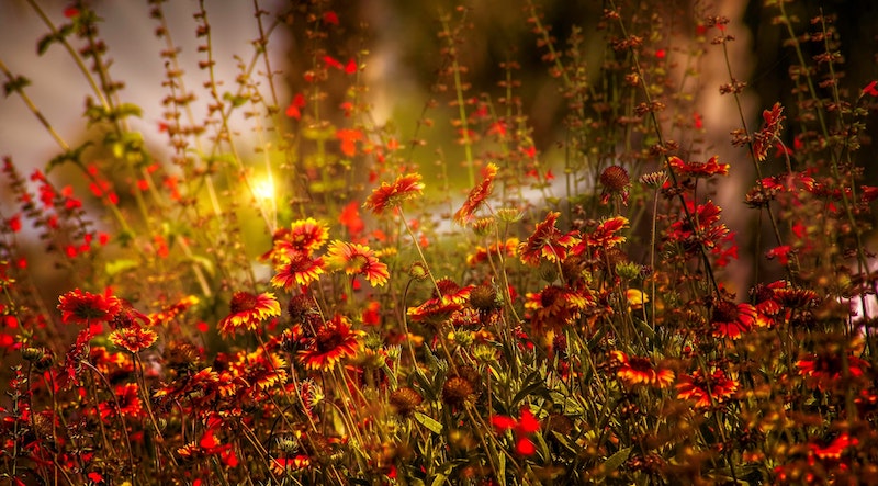 backlit-blanket-flower-planting.jpg