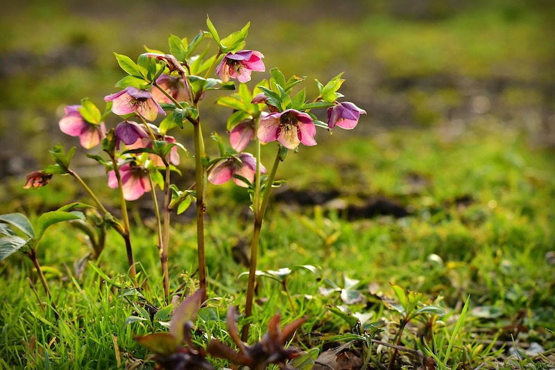 backlit-blooming-hellebore.jpg