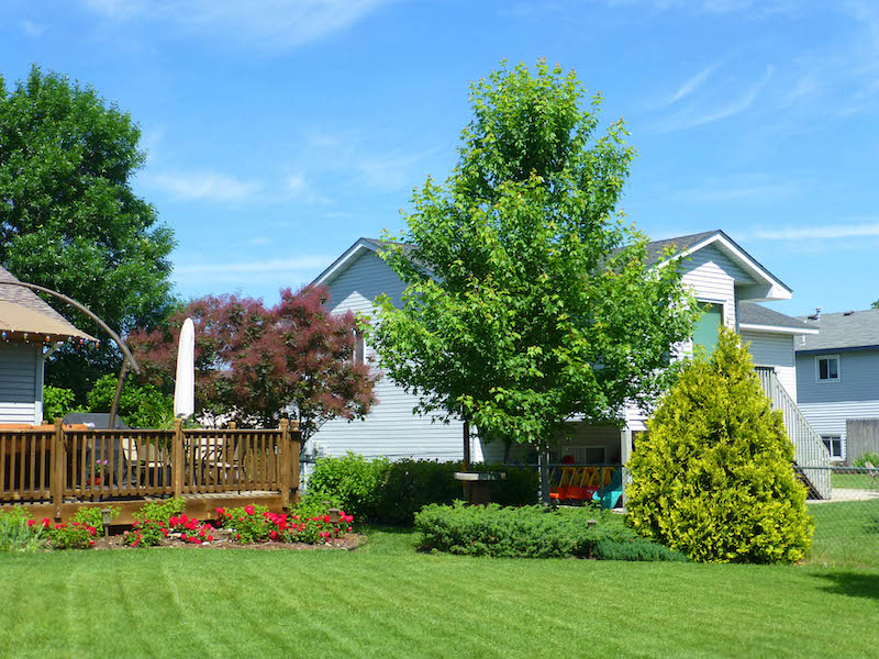 backyard-planting-of-first-editions-matador-maple.jpg