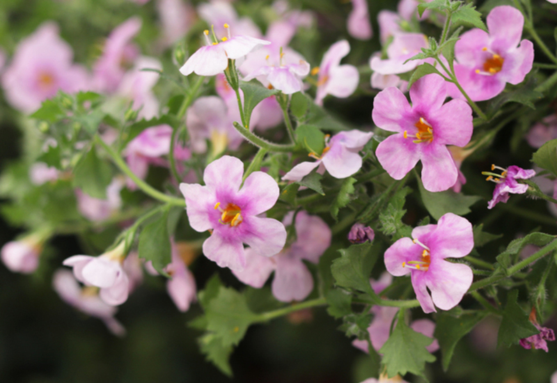 bacopa-flowers-and-leaves-close-up.jpg