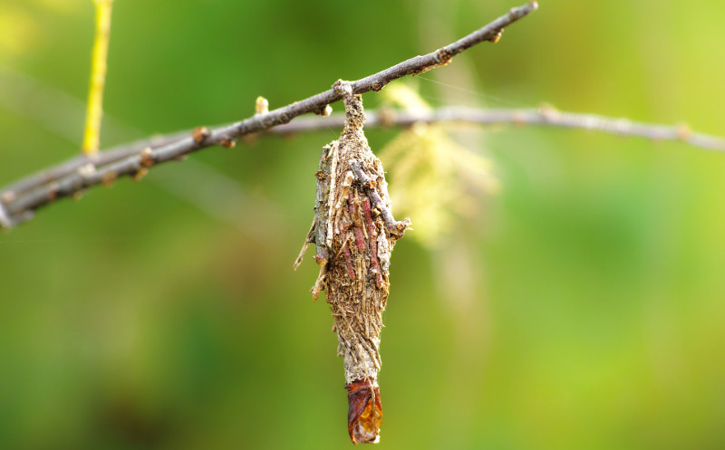 bagword-larva-growing-on-arborvitae.jpg