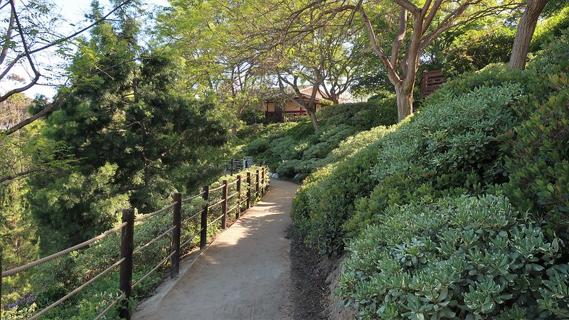 balboa-park-japanese-friendship-garden-with-afrocarpus-falcatus-pittosporum-tobira-variegata-rhaphiolepis-indica-cv-indian-hawthorn-and-lonicera-japonica-japanese-honeysuckle.jpg