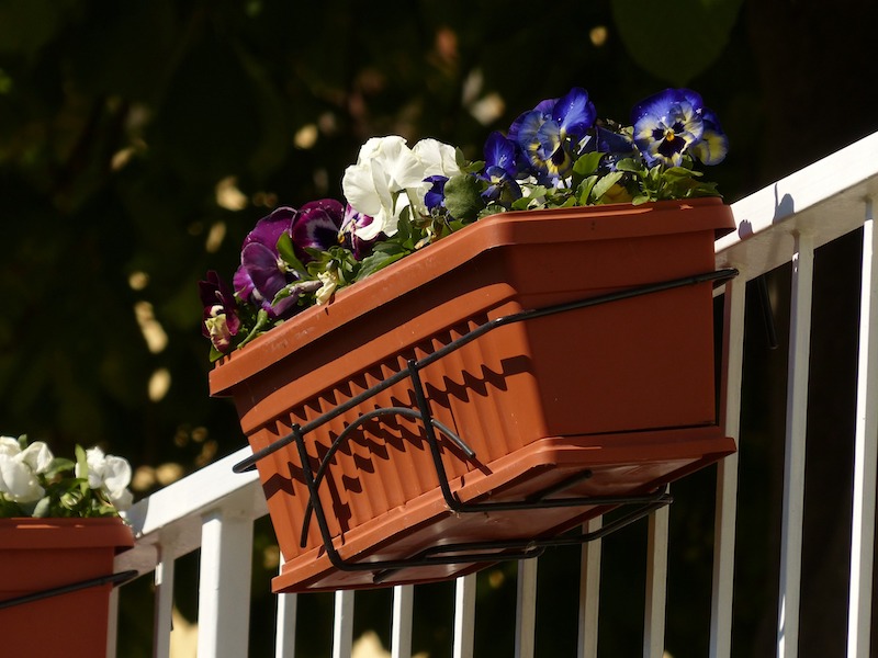 balcony-container-with-pansies.jpg