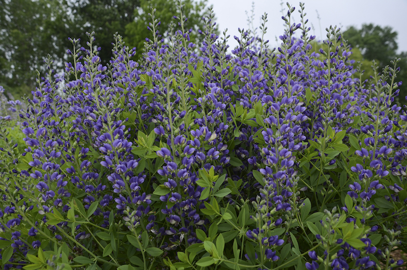 baptisia-blueberry-sundae.jpg