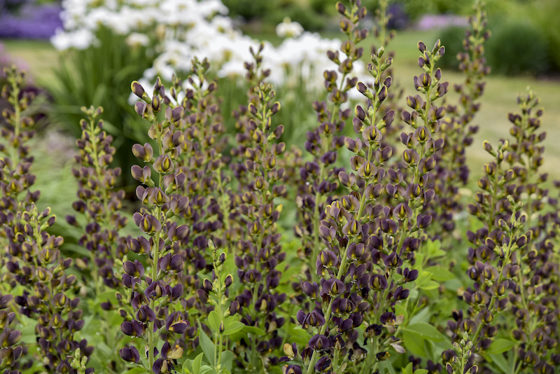 baptisia-dark-chocolate-flowers.jpg