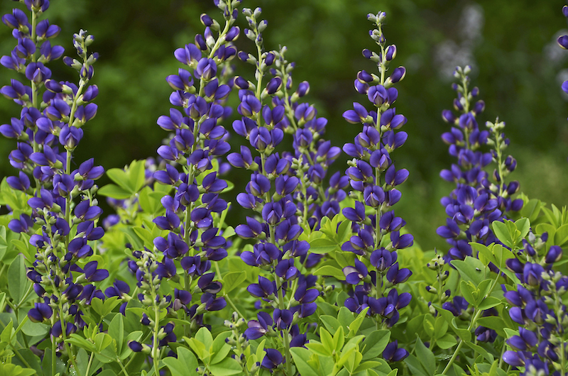 baptisia-sparkling-sapphires-flowers.jpg