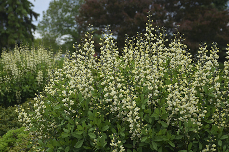 baptisia-vanilla-cream.jpg