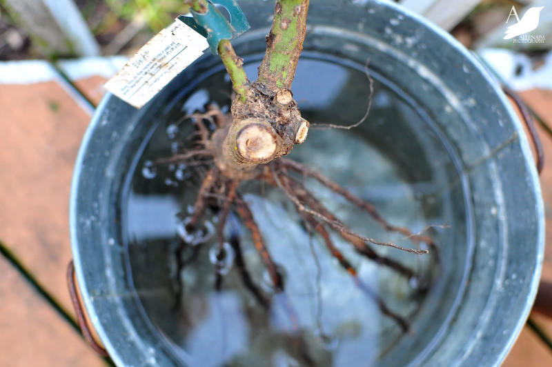 bare-root-rose-with-nicely-cut-stems.jpg