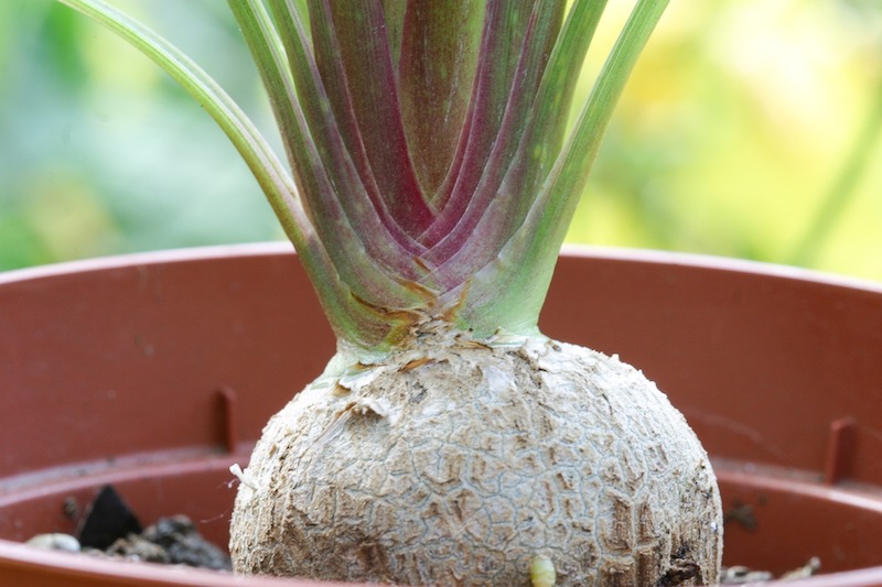 base-of-a-potted-ponytail-palm.jpg