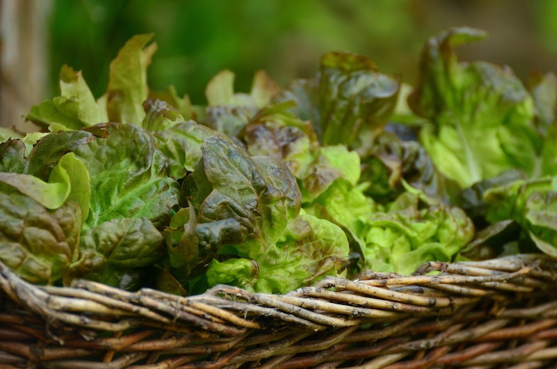 basket-of-harvested-lettuce.jpg