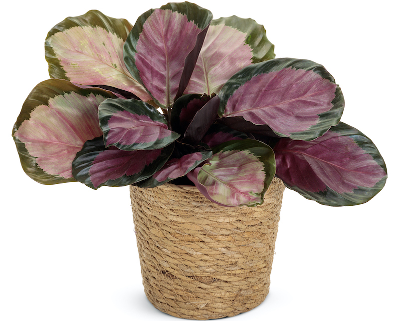 basket-planted-with-color-full-rosy-rose-painted-calathea-roseopicta.jpg