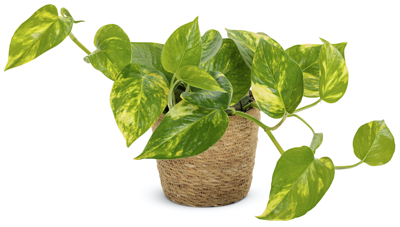 basket-planter-with-beautiful-hawaiian-pothos.jpg