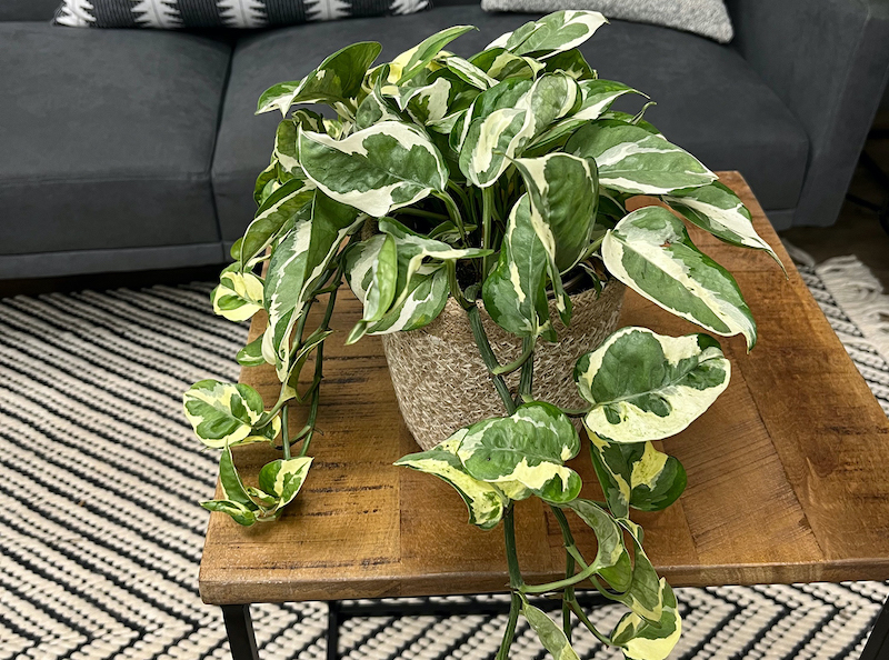 beautifall-n-joy-pothos-in-basket-planter-on-table.jpg