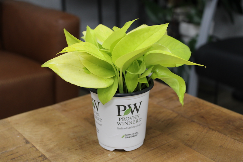 beautifall-off-to-oz-pothos-in-nursery-pot.jpg