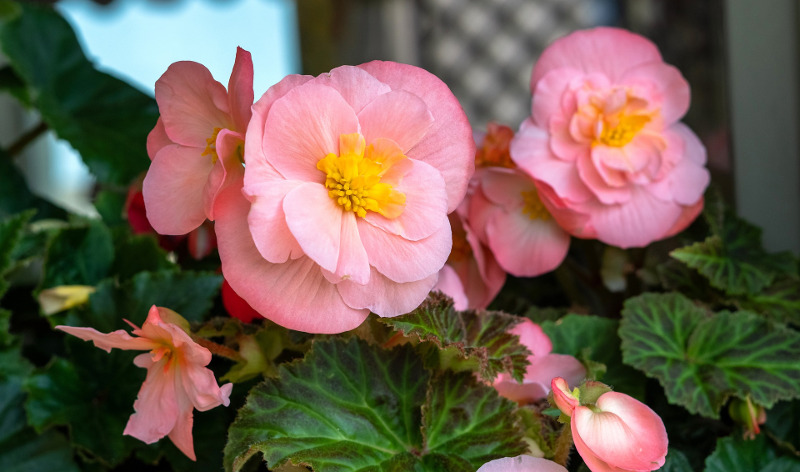 beautiful-begonias-with-pink-flowers.jpg