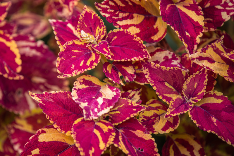 beautiful-coleus-foliage-close-up.jpg