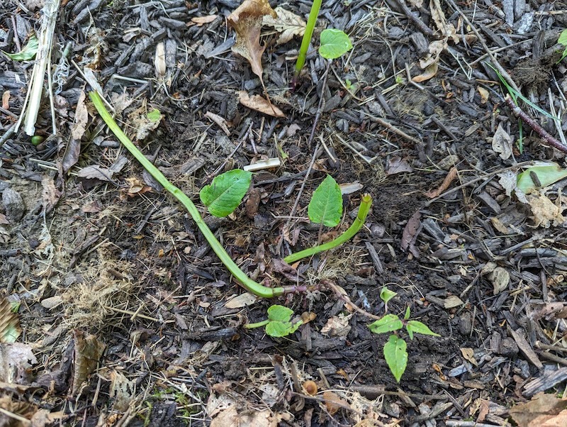 bee-balm-decimated-by-pests.jpg