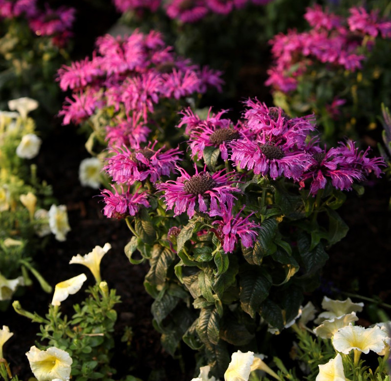 bee-balm-in-the-garden.jpg