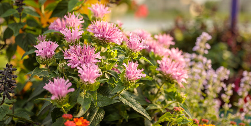 bee-balm-in-the-sun.jpg