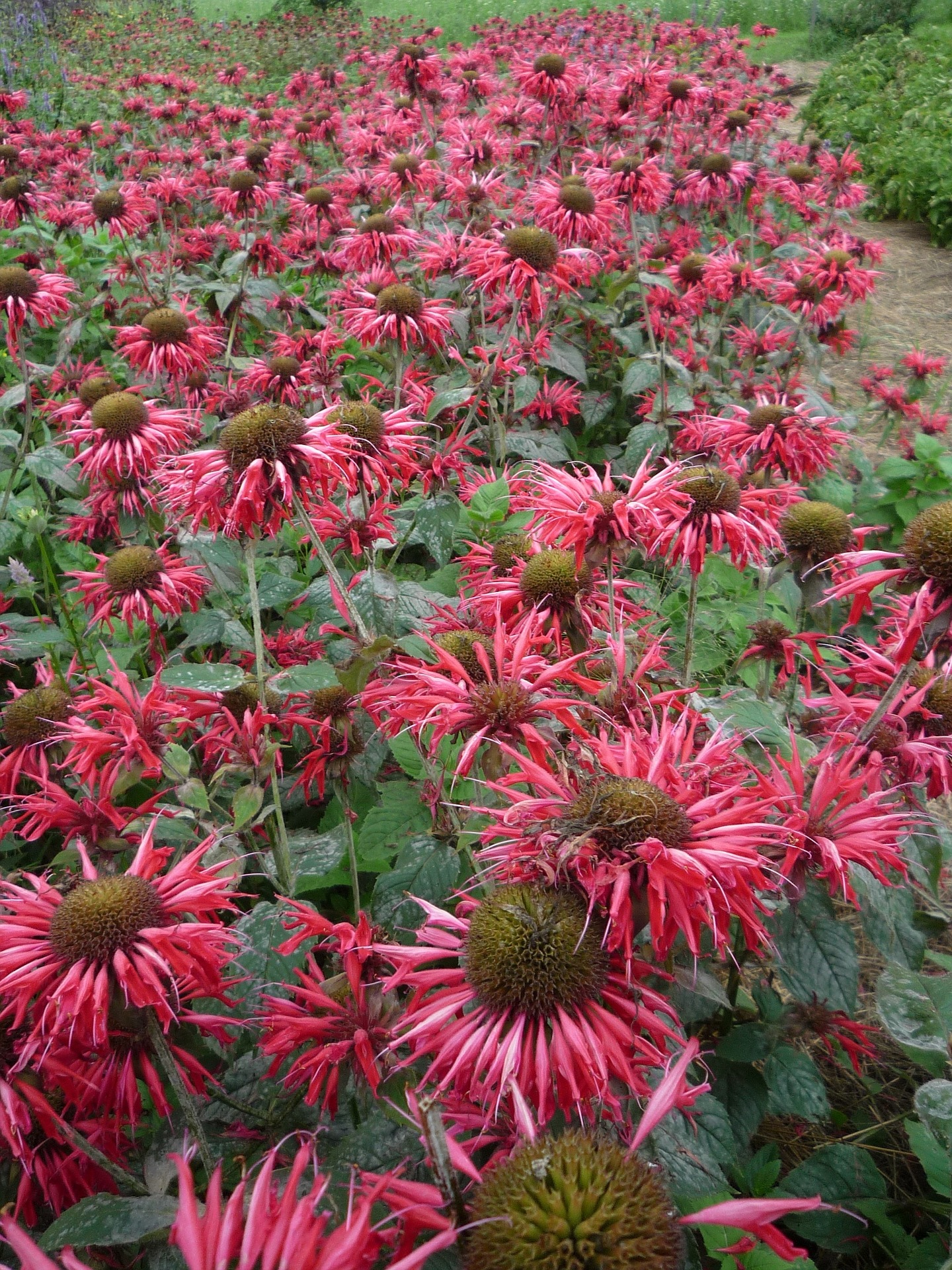 bee-balm-mass-planting-in-the-field.jpg