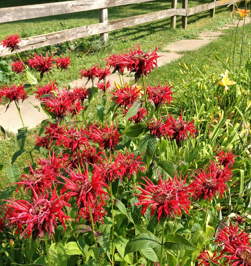 bee-balm-planted-near-a-fence-in-the-sunlight.jpg