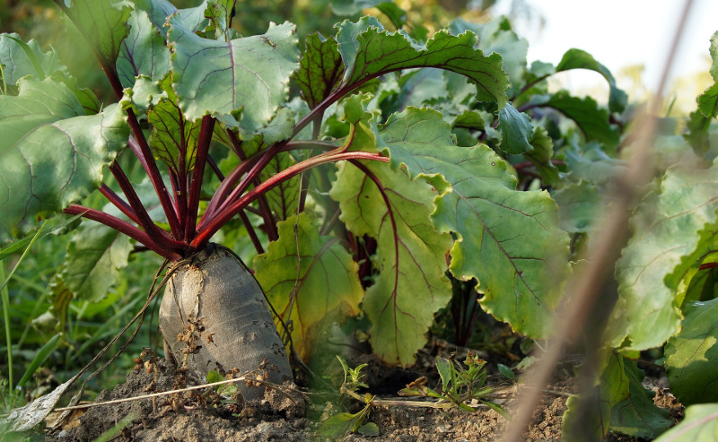 beets-growing-in-the-garden.jpg