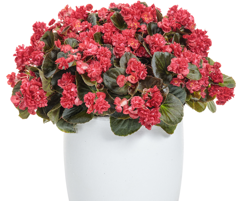 begonia-double-up-red-in-white-pot.jpg