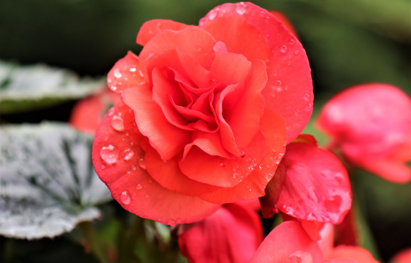 begonia-flower-petals-with-rain-on-it.jpg