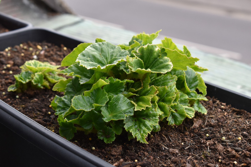 begonia-planted-in-garden-planter.jpg