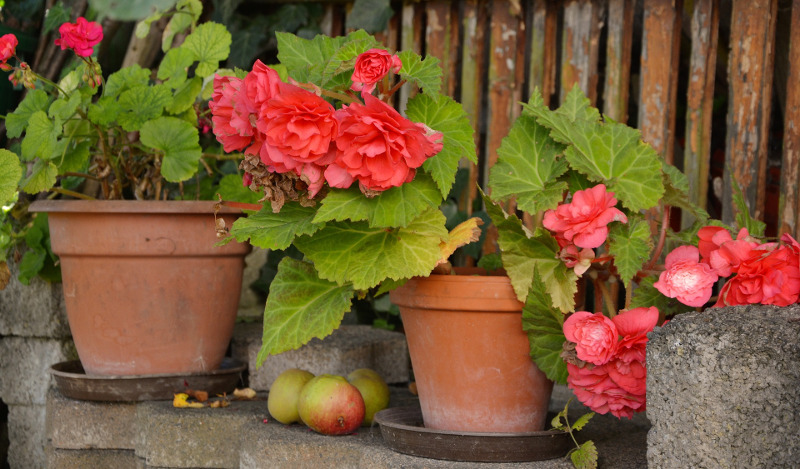 begonias-blooming-in-terra-cotta-planters.jpg