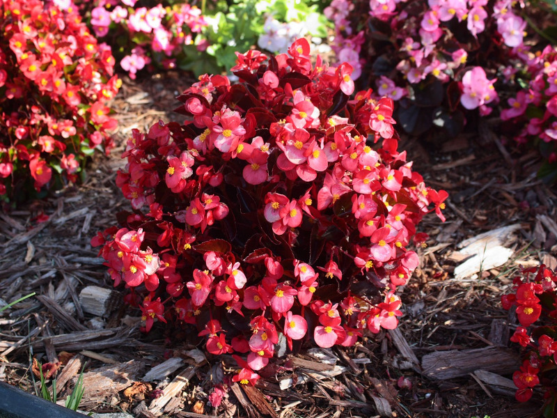 Planting Begonias | Plant Addicts