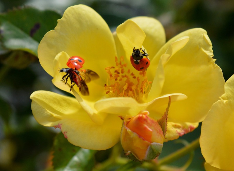 beneficial-ladybugs-patrol-rose-bloom-for-prey.jpg