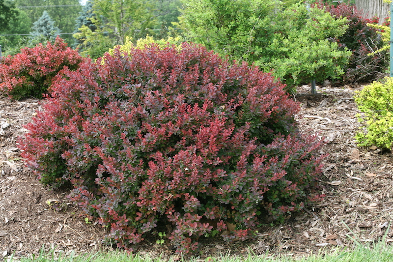 berberis-mini-salsa-in-the-front-of-a-border.jpg