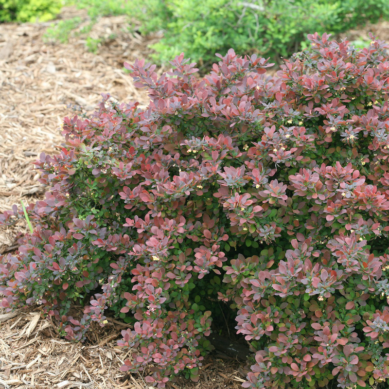 berberis-mini-salsa-starting-to-flower.jpg