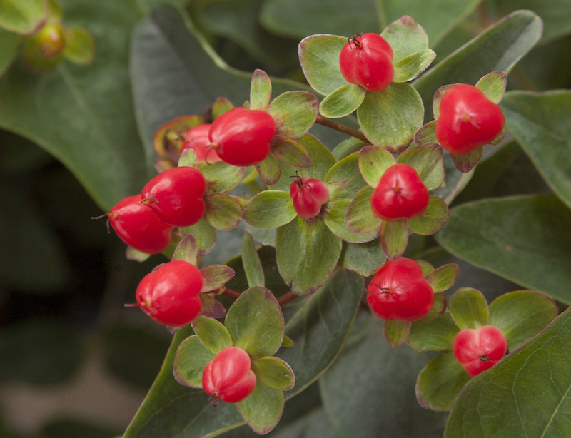 berries-from-hypericum-first-editions-red-fame.jpg