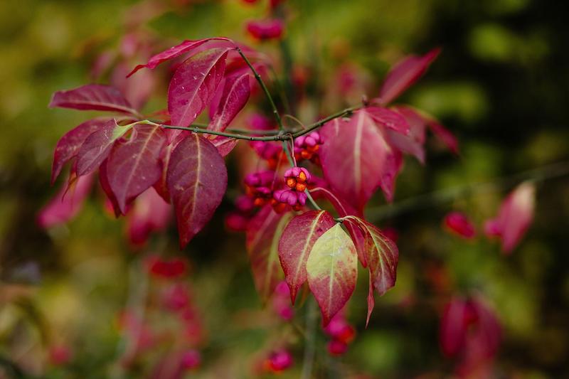 berries-hanging-from-euonymus-bush.jpg