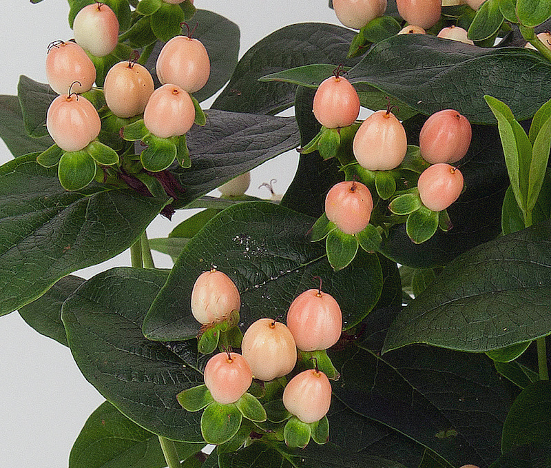 berries-of-hypericum-miracle-horizon.jpg