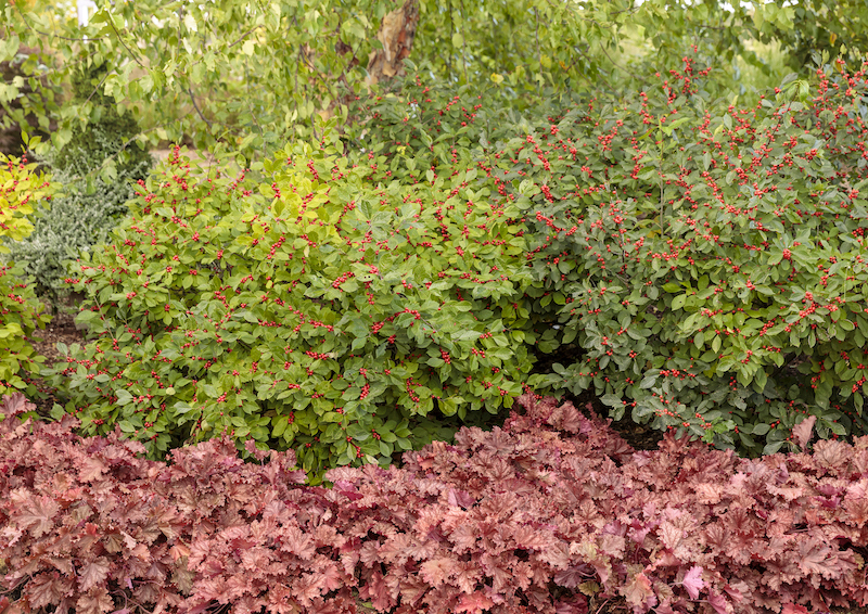 berry-heavy-holly-planted-with-primo-peachberry-ice-in-front.jpg