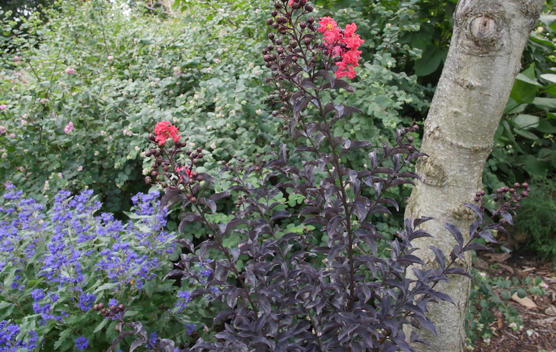 beyond-midnight-bluebeard-planted-with-coralberry-and-center-stage-red-crape-myrtle.jpg